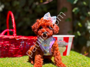 Küçük boyut toy poodle yavrular