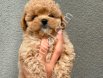 Kore Maltipoo Yavrular