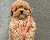 Kore Maltipoo Yavrular