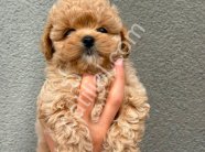 Kore Maltipoo Yavrular