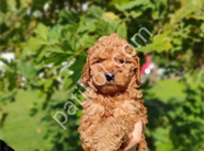 Show kalite ırk kg sağlık garantili yavrularim