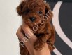 TOY POODLE SEVİMLİ YAVRULAR