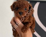 TOY POODLE SEVİMLİ YAVRULAR