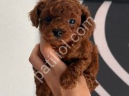 TOY POODLE SEVİMLİ YAVRULAR