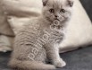 Scottish fold