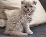 Scottish fold
