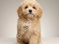 Maltipoo Cinsi Yavrular Ev Üretimi