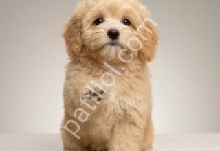 MALTİPOO CİNSİ YAVRULAR EV ÜRETİMİ