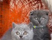 Scottish Fold Blue yavrular