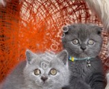 Scottish Fold Blue yavrular