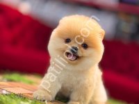 Pomerrian Boo Yavrular