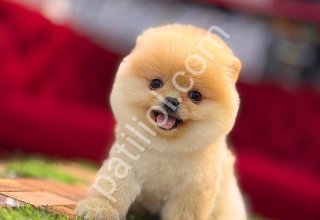 POMERRİAN boo yavrular