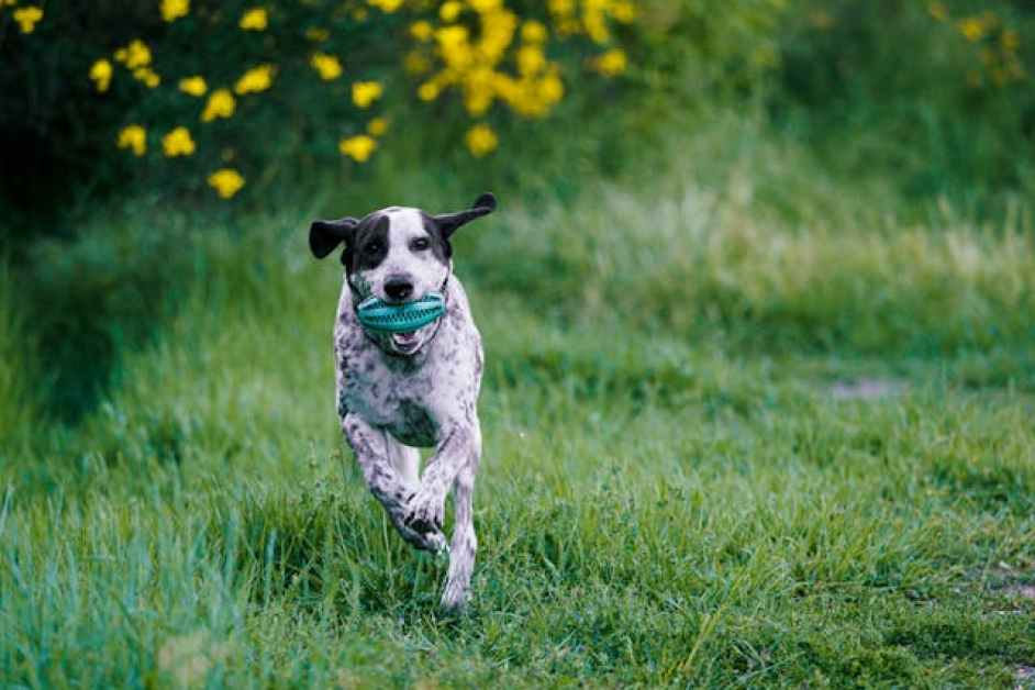 Great Dane Hakkında Herşey