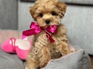 Aile dostu ırk maltipoo yavrular