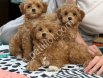 TOY POODLE SEVİMLİ YAVRULAR
