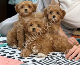 TOY POODLE SEVİMLİ YAVRULAR