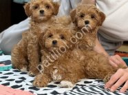 TOY POODLE SEVİMLİ YAVRULAR