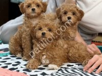 Toy Poodle Sevimli Yavrular