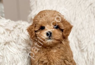 KIPKIRMIZI RED TOY POODLE SEVİMLİ YAVRULAR
