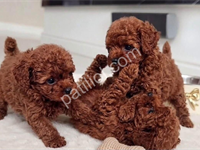 Kore Kan Toy Poodle Yavrularım