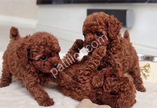 Kore Kan Toy Poodle Yavrularım