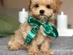 Maltipoo Yavru – Evde Bakılmış Maltipoo