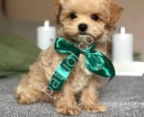 Maltipoo Yavru – Evde Bakılmış Maltipoo