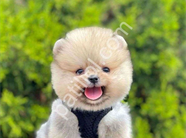 Safkan pomeranian boo yavrularımız