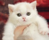 Pamuk gibi tüylere sahip