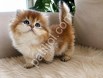 Üst Segment Golden British Longhair Yavrular