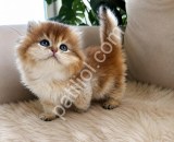 Üst Segment Golden British Longhair Yavrular