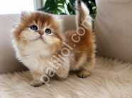 Üst Segment Golden British Longhair Yavrular