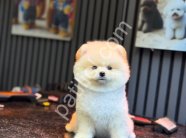 Safkan Pomeranian Boo Yavrularım