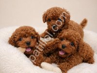 Şirin Toy Poodle'lar Sizi Bekliyor