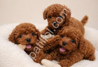 Şirin Toy Poodle'lar Sizi Bekliyor