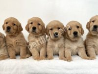 Golden Rettiever Küt Burunlu Yavrular