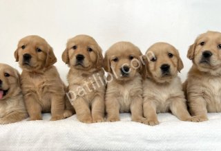 GOLDEN RETTİEVER KÜT BURUNLU YAVRULAR