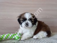 Morkie Cinsi Ev Üretimi Yavrular