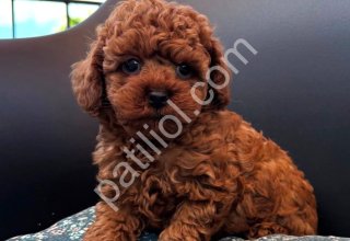 SAFKAN IRK TOY POODLE BEBEKLER