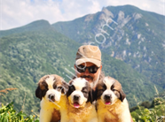 HEİDİ NİN KÖPEĞİ FİLM YILDIZI SAİNT BERNARD YAVRULAR