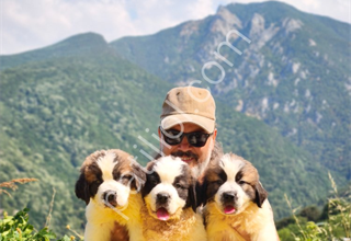 HEİDİ NİN KÖPEĞİ FİLM YILDIZI SAİNT BERNARD YAVRULAR
