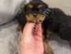Cavalier King Charles Sahiplendirme İlanı