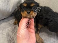 Cavalier King Charles Sahiplendirme İlanı