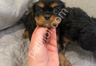 Cavalier King Charles Sahiplendirme İlanı