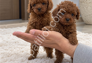 Hayalinizdeki Poodle Sizi Bekliyor