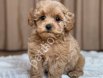 MALTİPOO CİNSİ YAVRULAR EV ÜRETİMİ