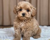MALTİPOO CİNSİ YAVRULAR EV ÜRETİMİ