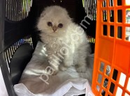Resmi İşletmeden Kedi Yavruları