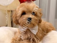 Maltipoo Cinsi Yavrular Ev Üretimi