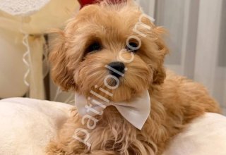 MALTİPOO CİNSİ YAVRULAR EV ÜRETİMİ